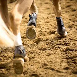  Selecting the right Sand for Your Equestrian Arena — 8 Essential Questions image