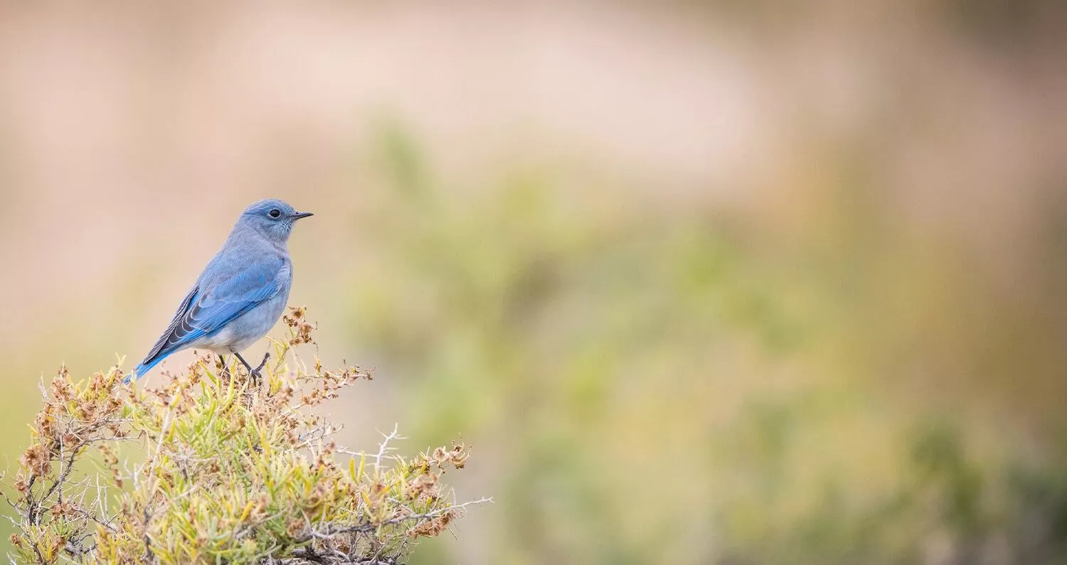 blue bird on a branch