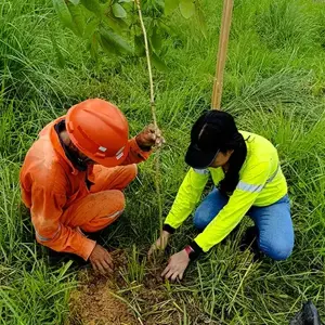 people planting a tree