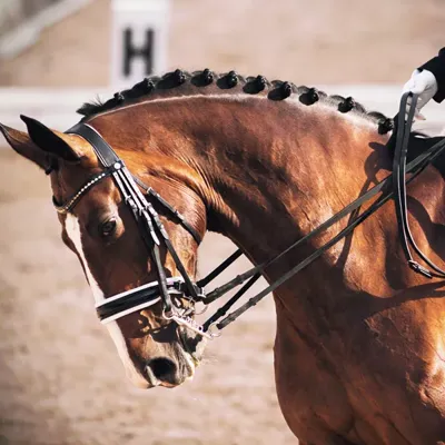 horse