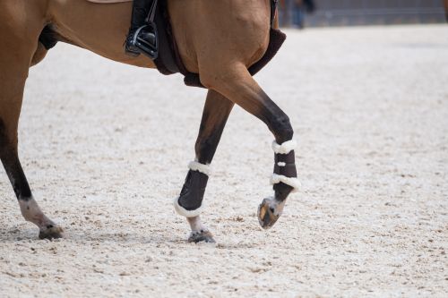 Supporting a Vision: How Caryann Bruce and Harvey Oblander Are Growing Covia's Equestrian Business