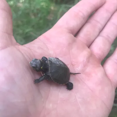 Cale Reeder: Mineral Quality & Turtle Ecology