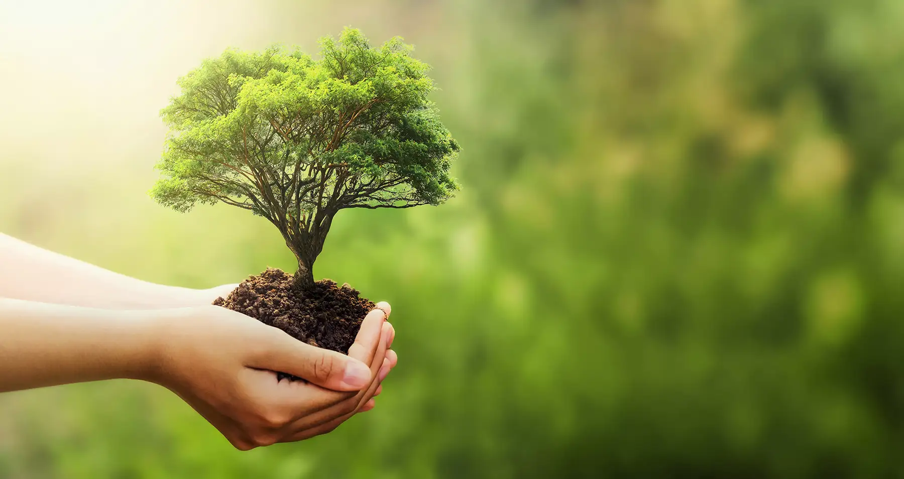 hands holding a small tree