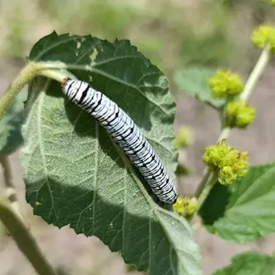 caterpillar on a leaf