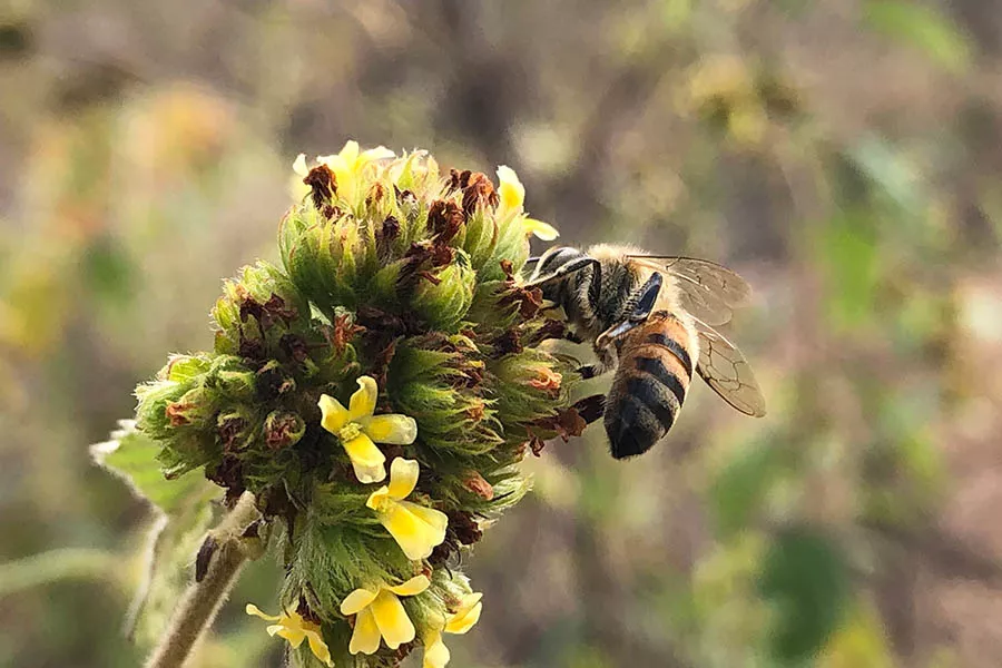 bee on a flower