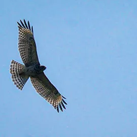 image of a hawk